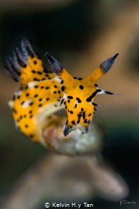 Nudi portrait by Kelvin H.y Tan 
